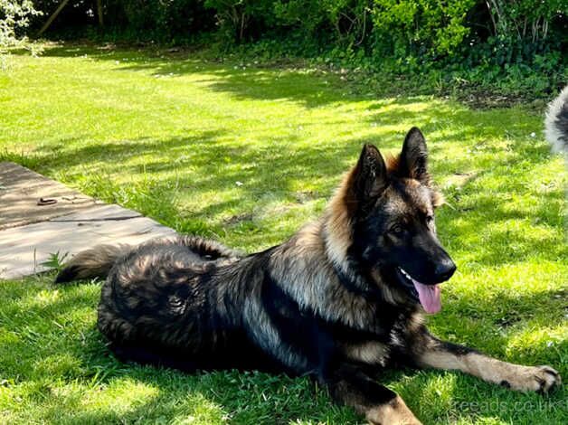 Gorgeous Straight Backed, Sable German Shepherd Female Puppy Available Now - Image 4 of 5
