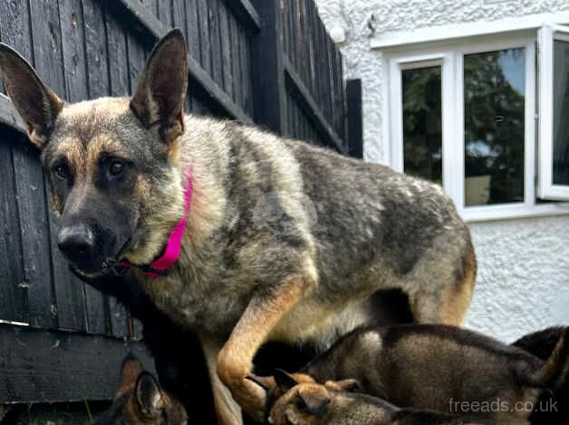 Gorgeous Straight Backed, Sable German Shepherd Female Puppy Available Now - Image 5 of 5