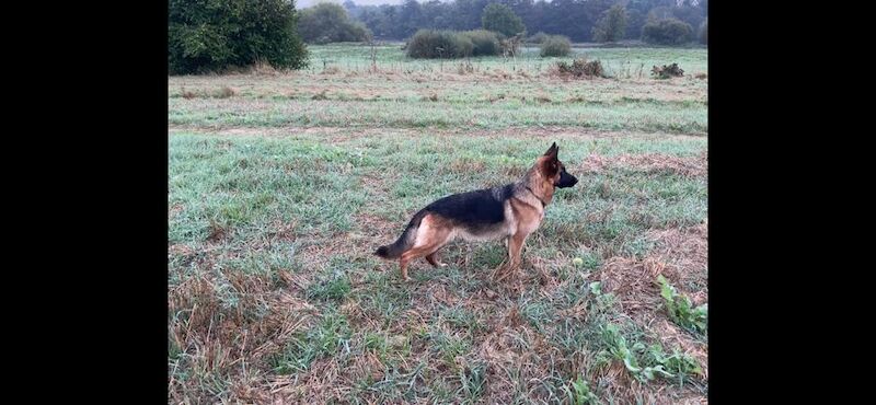 German Shepherd puppies for sale in Faversham, Kent – KC registered, 7 months old - Image 2 of 6