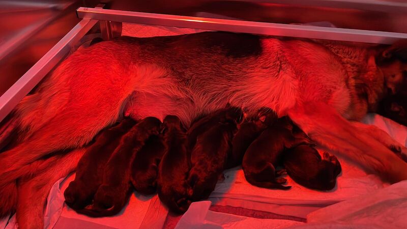 German Shepherd puppies for sale in Faversham, Kent – KC registered, 7 months old - Image 3 of 6