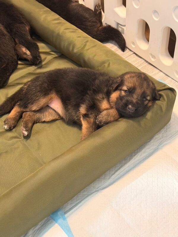 Gourges German Shepherd puppies - Image 2 of 4
