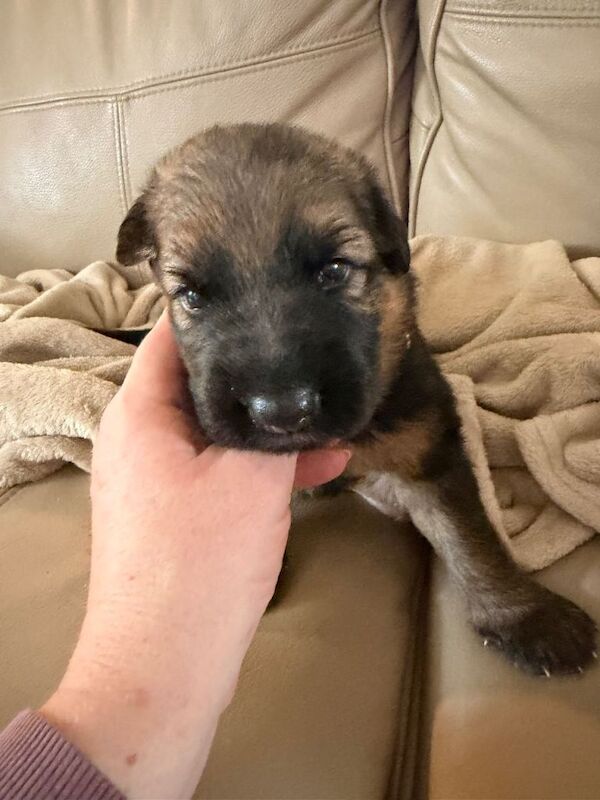Gourges German Shepherd puppies - Image 3 of 4