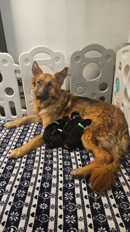 Gourges German Shepherd puppies - Image 4 of 4