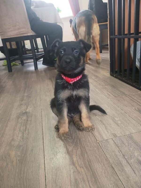 German Shepherd Puppies For Sale
