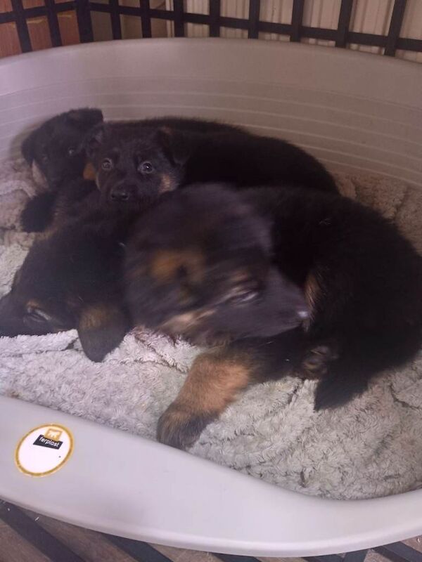 Gsd german shepherd puppues - Image 2 of 6