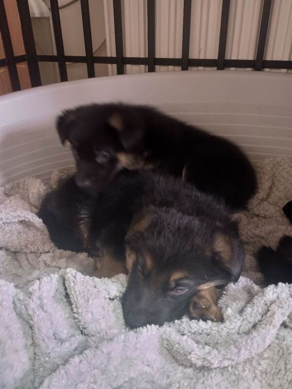 Gsd german shepherd puppues - Image 3 of 6