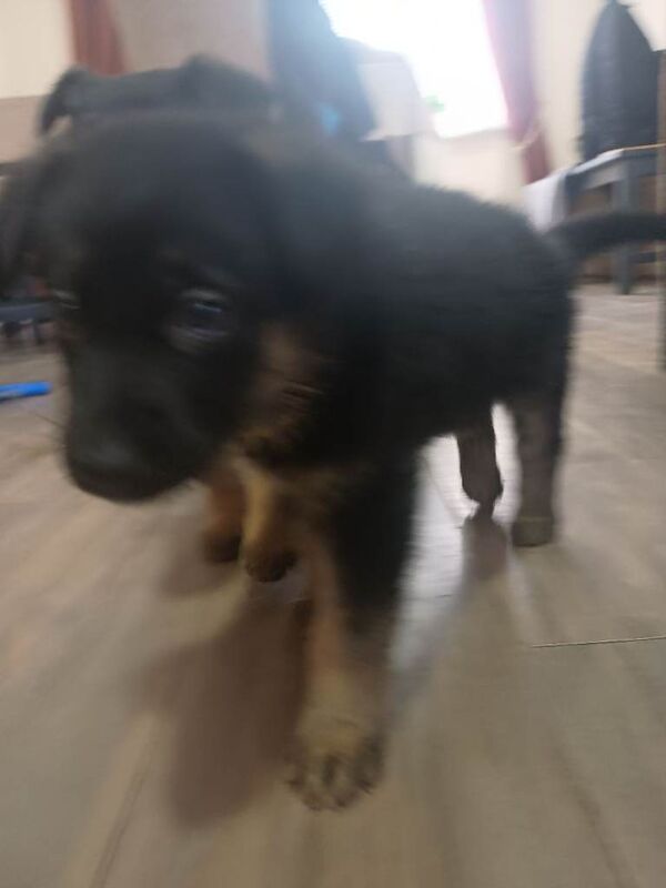 Gsd german shepherd puppues - Image 4 of 6