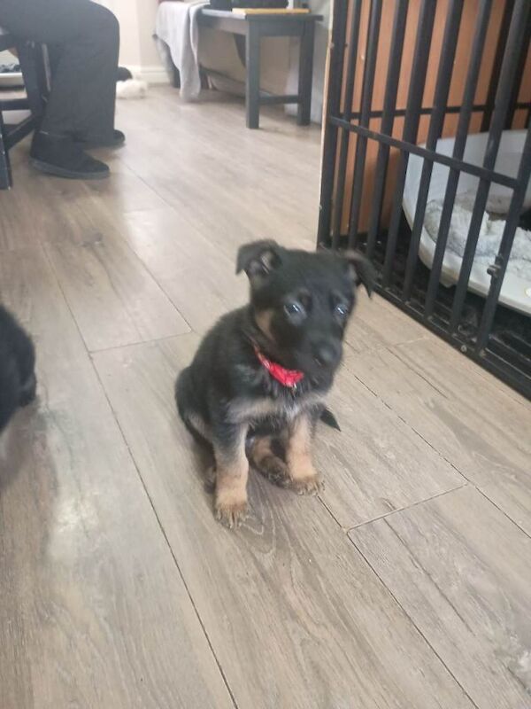 Gsd german shepherd puppues - Image 5 of 6