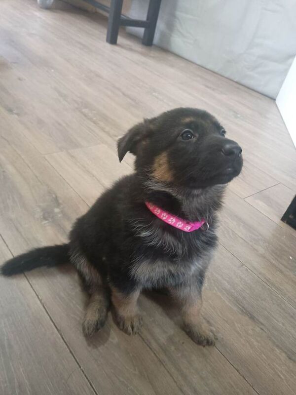 Gsd german shepherd puppues - Image 6 of 6