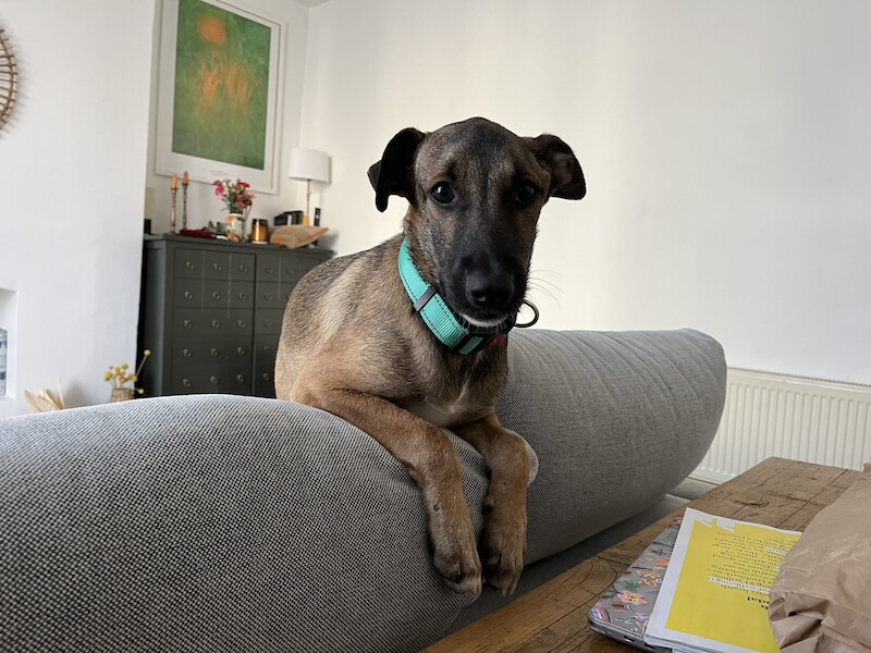 German Shepherd puppies for sale in Canonbury, Greater London – 2 years old - Image 1 of 4