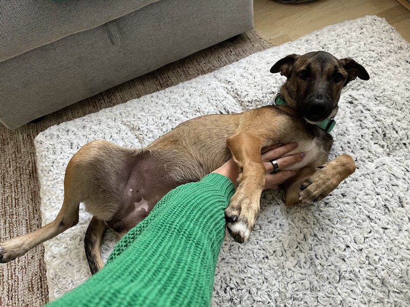 German Shepherd puppies for sale in Canonbury, Greater London – 2 years old - Image 3 of 4