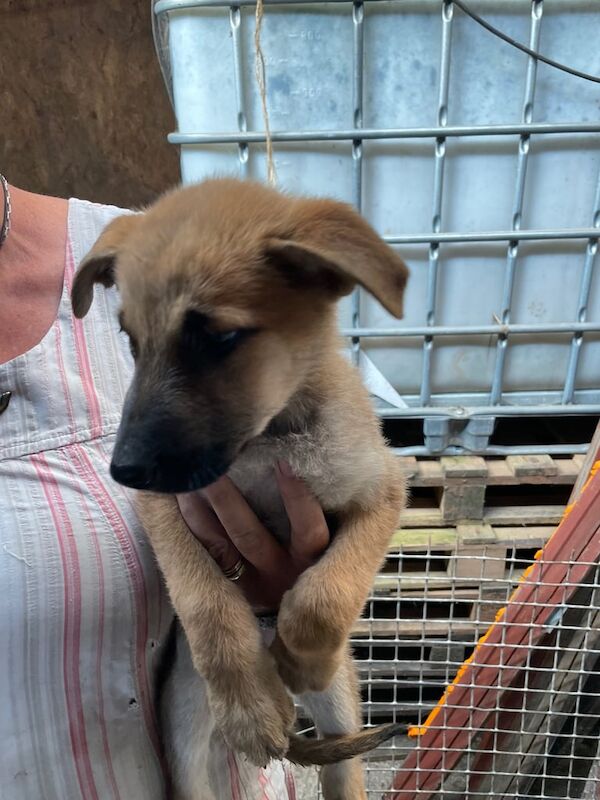 German Shepherd puppies for sale in Ebbw Vale / Glyn Ebwy, Gwent – 9 weeks old
