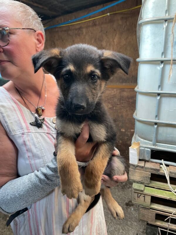 German Shepherd puppies for sale in Ebbw Vale / Glyn Ebwy, Gwent – 9 weeks old - Image 2 of 3