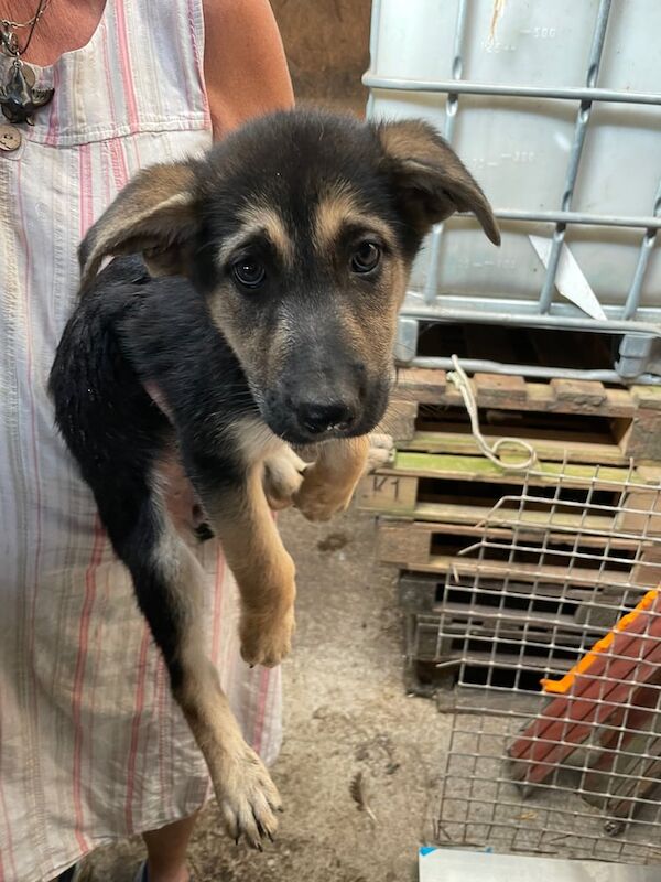 German Shepherd puppies for sale in Ebbw Vale / Glyn Ebwy, Gwent – 9 weeks old - Image 3 of 3