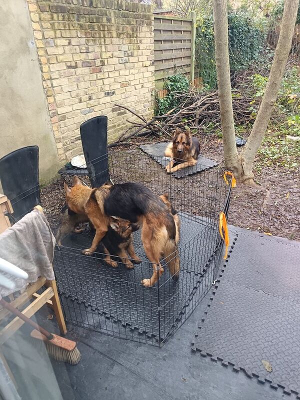 German Shepherd puppies for sale in London – 1 year old - Image 1 of 3