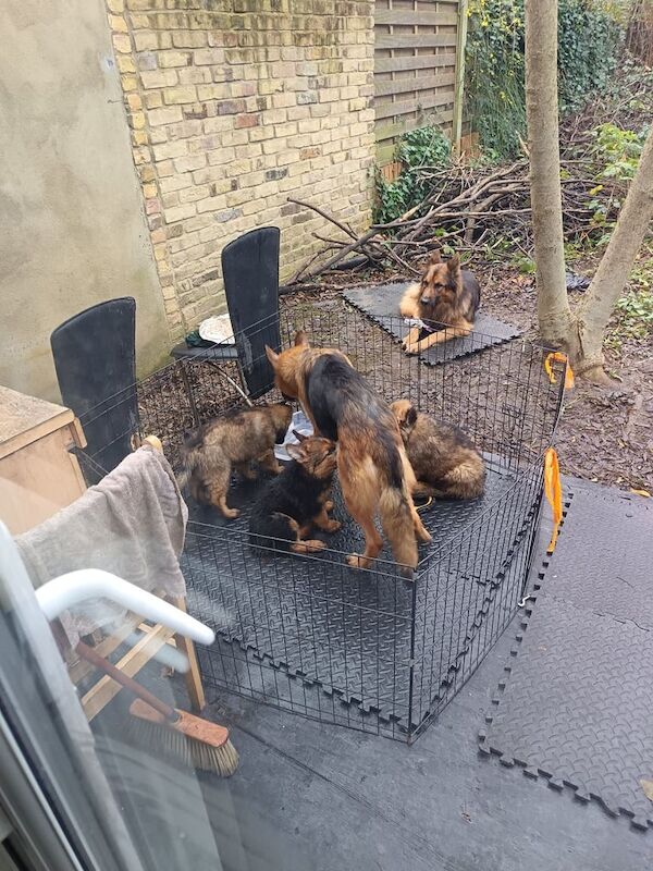 German Shepherd puppies for sale in London – 1 year old - Image 2 of 3