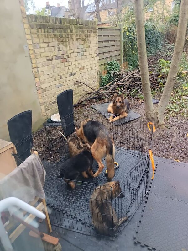 German Shepherd puppies for sale in London – 1 year old - Image 3 of 3