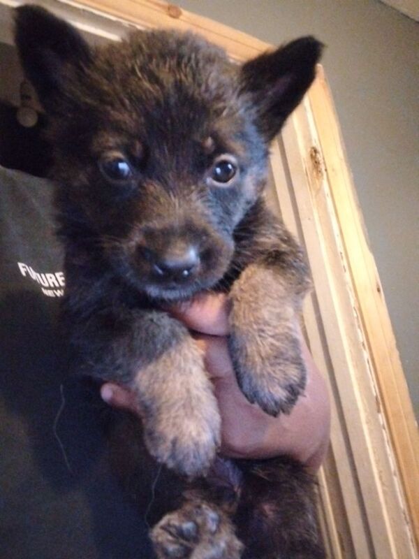 Gsd Puppies