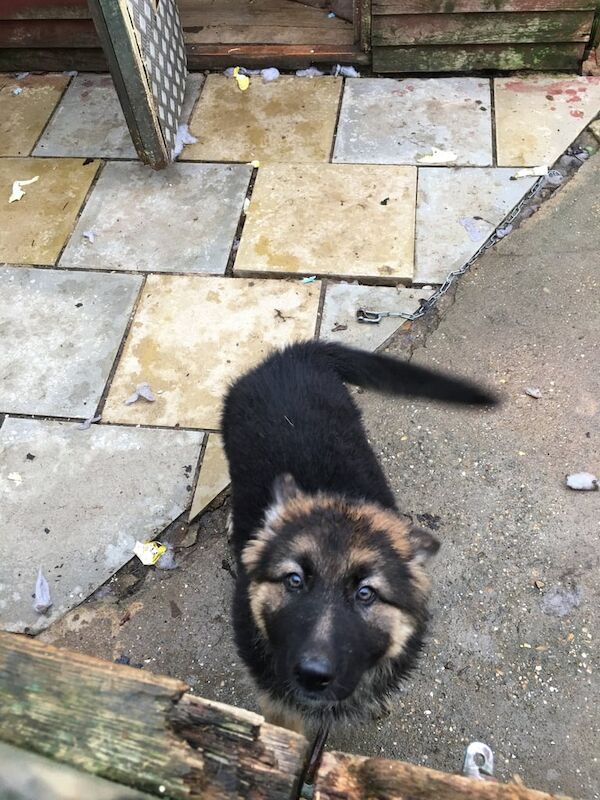 German Shepherd puppies for sale in Burgh le Marsh, Lincolnshire – KC registered, 1 year old - Image 2 of 3