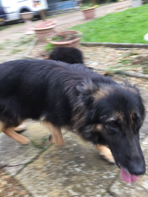 German Shepherd puppies for sale in Burgh le Marsh, Lincolnshire – KC registered, 1 year old - Image 3 of 3
