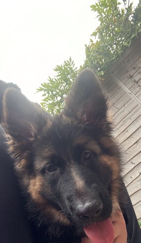 German Shepherd puppies for sale in Hartley Wintney, Hampshire – 3 months old