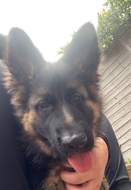 GSD puppy (F) - Image 2 of 5