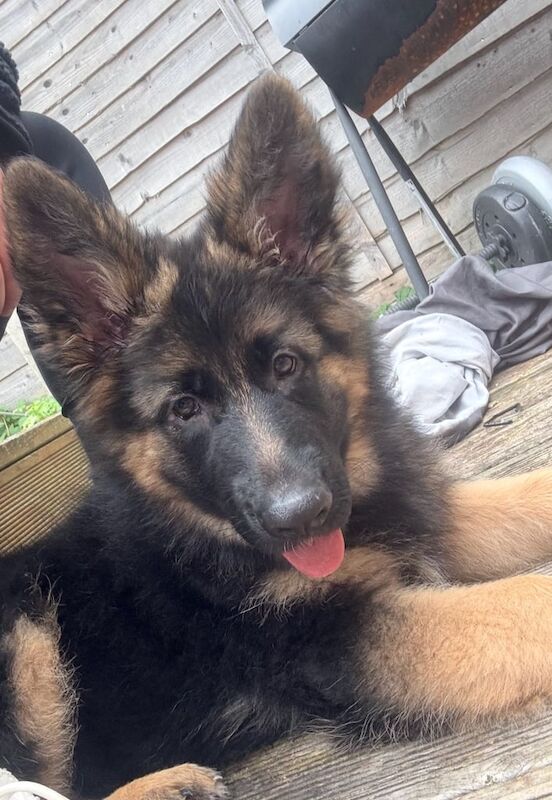 GSD puppy (F) - Image 3 of 5