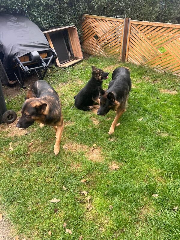 GSD puppy (F) - Image 4 of 5