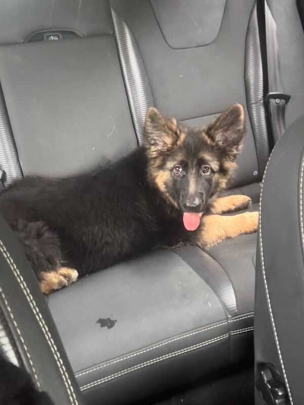GSD puppy (F) - Image 5 of 5