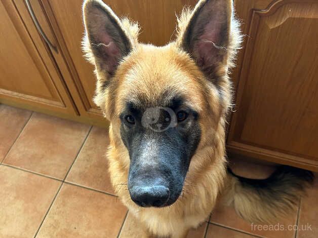 German Shepherd puppies for sale in Spalding, Lincolnshire – KC registered, 1 year old - Image 2 of 4