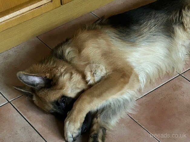 German Shepherd puppies for sale in Spalding, Lincolnshire – KC registered, 1 year old - Image 3 of 4