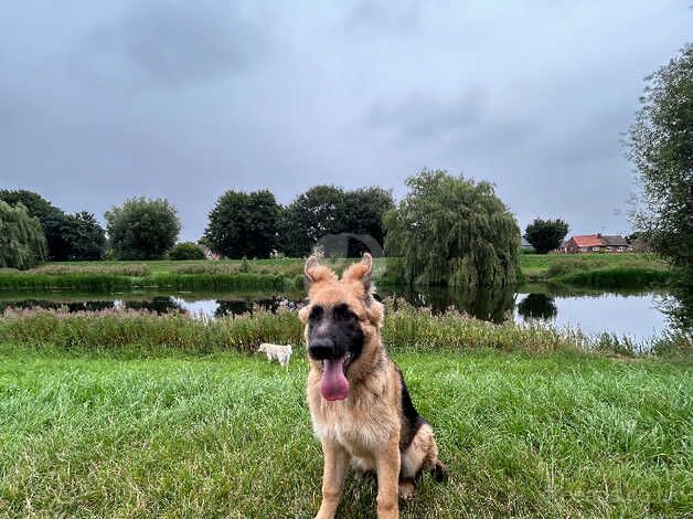 German Shepherd puppies for sale in Spalding, Lincolnshire – KC registered, 1 year old - Image 4 of 4