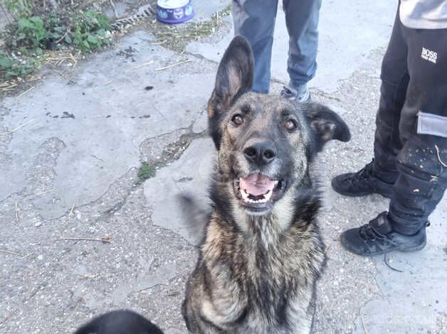 German Shepherd puppies for sale in Bishop's Hull, Somerset – 1 year old - Image 3 of 5