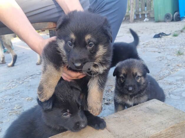 German Shepherd puppies for sale in Bishop's Hull, Somerset – 1 year old - Image 4 of 5