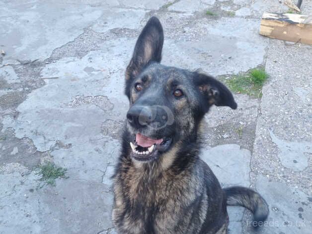 German Shepherd puppies for sale in Bishop's Hull, Somerset – 1 year old - Image 5 of 5
