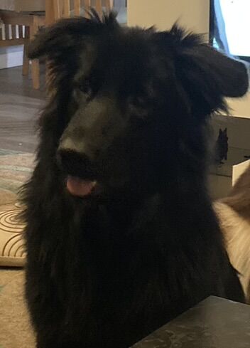 German Shepherd puppies for sale in Stafford, Staffordshire – 4 years old - Image 2 of 3