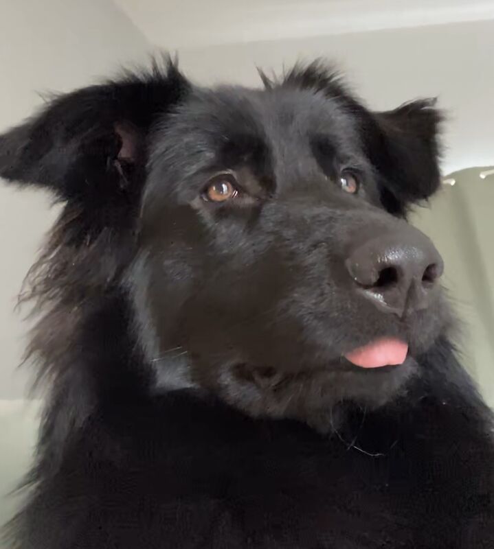 German Shepherd puppies for sale in Stafford, Staffordshire – 4 years old - Image 3 of 3