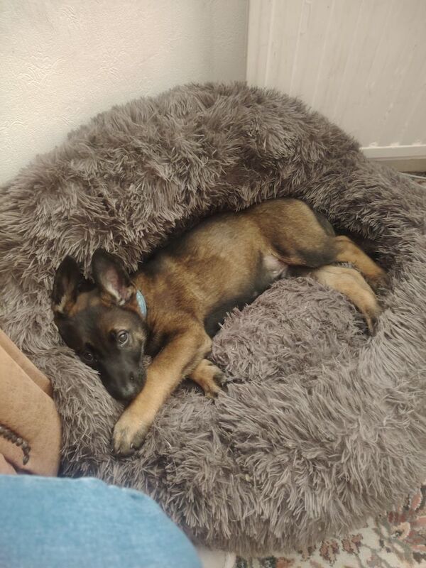 Gsd x dutch pup 10 week old for sale in Mansfield, Nottinghamshire