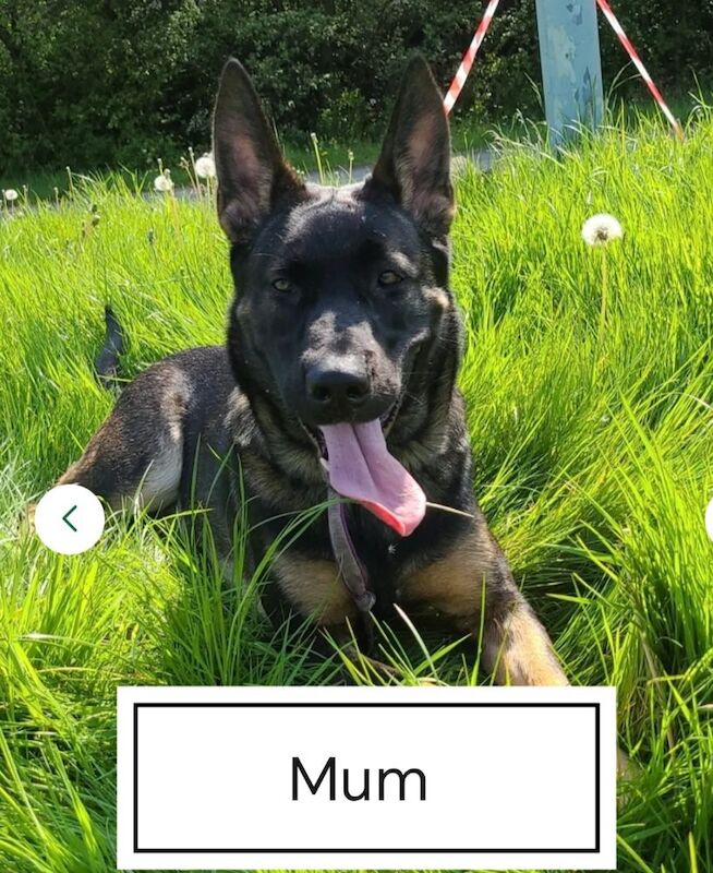 Gsd x dutch pup 10 week old for sale in Mansfield, Nottinghamshire | Image 2