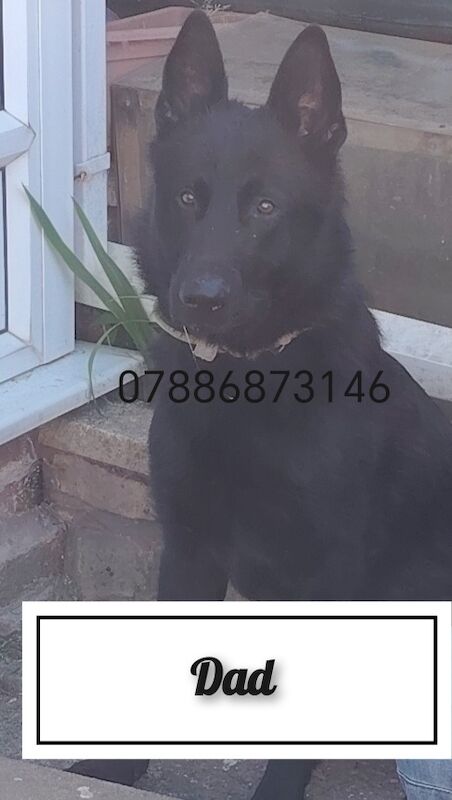 Gsd x dutch pup 10 week old for sale in Mansfield, Nottinghamshire | Image 4