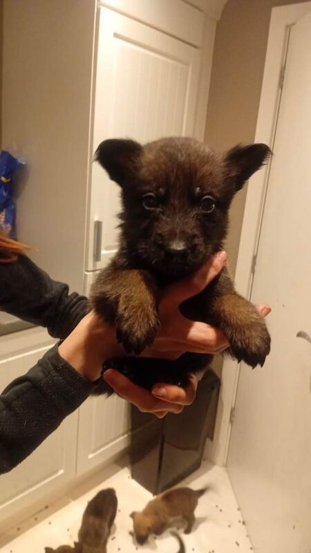 German Shepherd Puppies For Sale