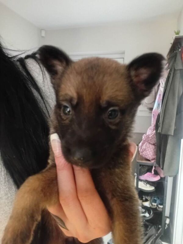 Gsd x malli - Image 3 of 5