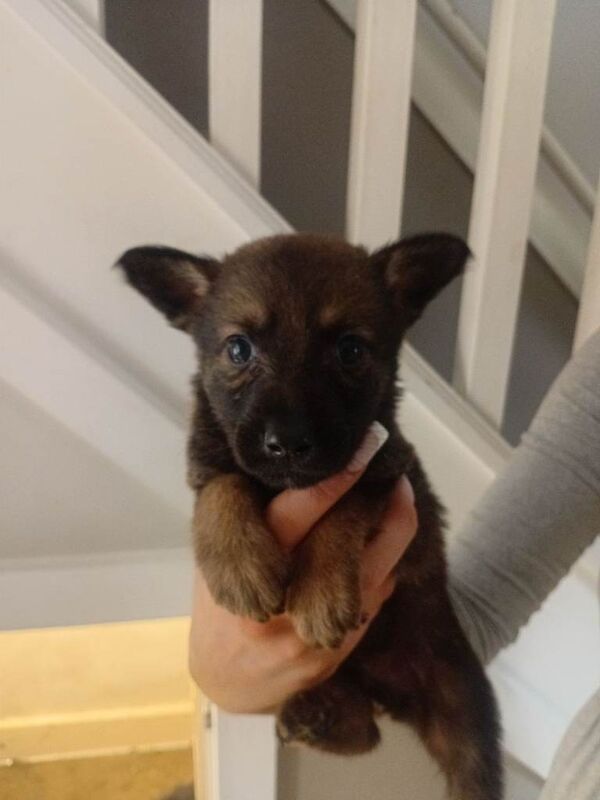 Gsd x malli - Image 4 of 5