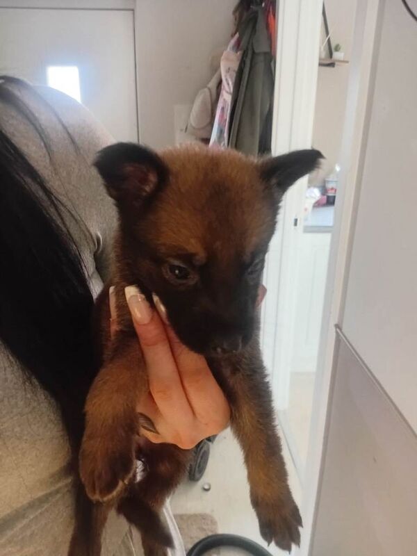 Gsd x malli - Image 5 of 5