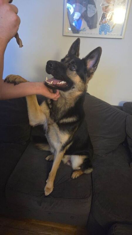 German Shepherd puppies for sale in Millisle, County Down – 1 year old