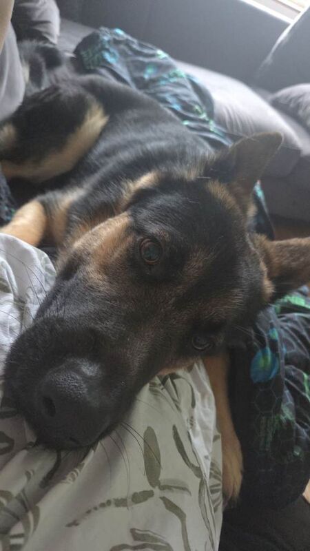 German Shepherd puppies for sale in Millisle, County Down – 1 year old - Image 2 of 3