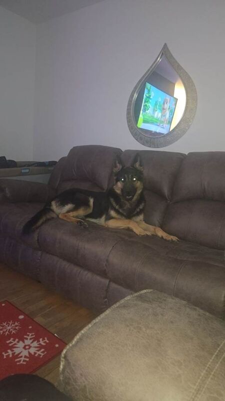 German Shepherd puppies for sale in Millisle, County Down – 1 year old - Image 3 of 3