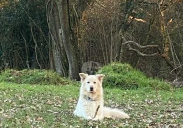 German Shepherds for sale in Heathfield, East Sussex