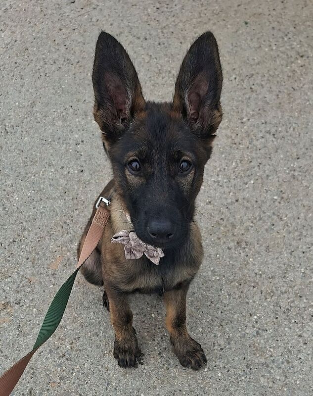 German Shepherd puppies for sale in Huddersfield, West Yorkshire – 4 months old
