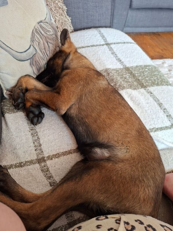 German Shepherd puppies for sale in Huddersfield, West Yorkshire – 4 months old - Image 2 of 4